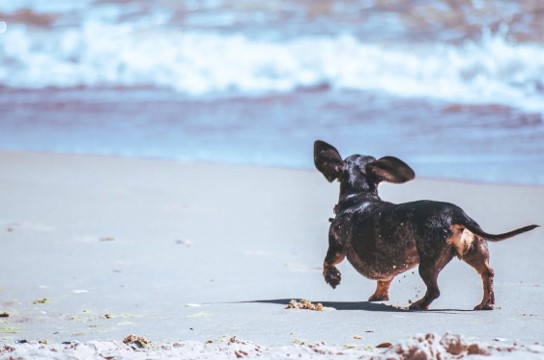 Travelling with Dogs: Your Packing Checklist