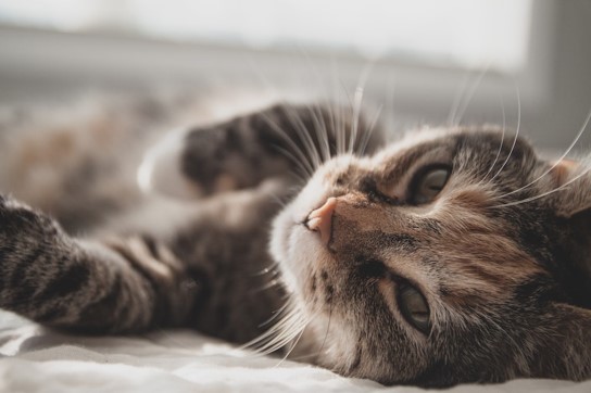 Why Does My Cat Keep Sneezing?