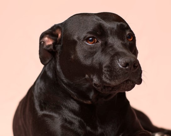 The Best Dog Food for Weight Loss
