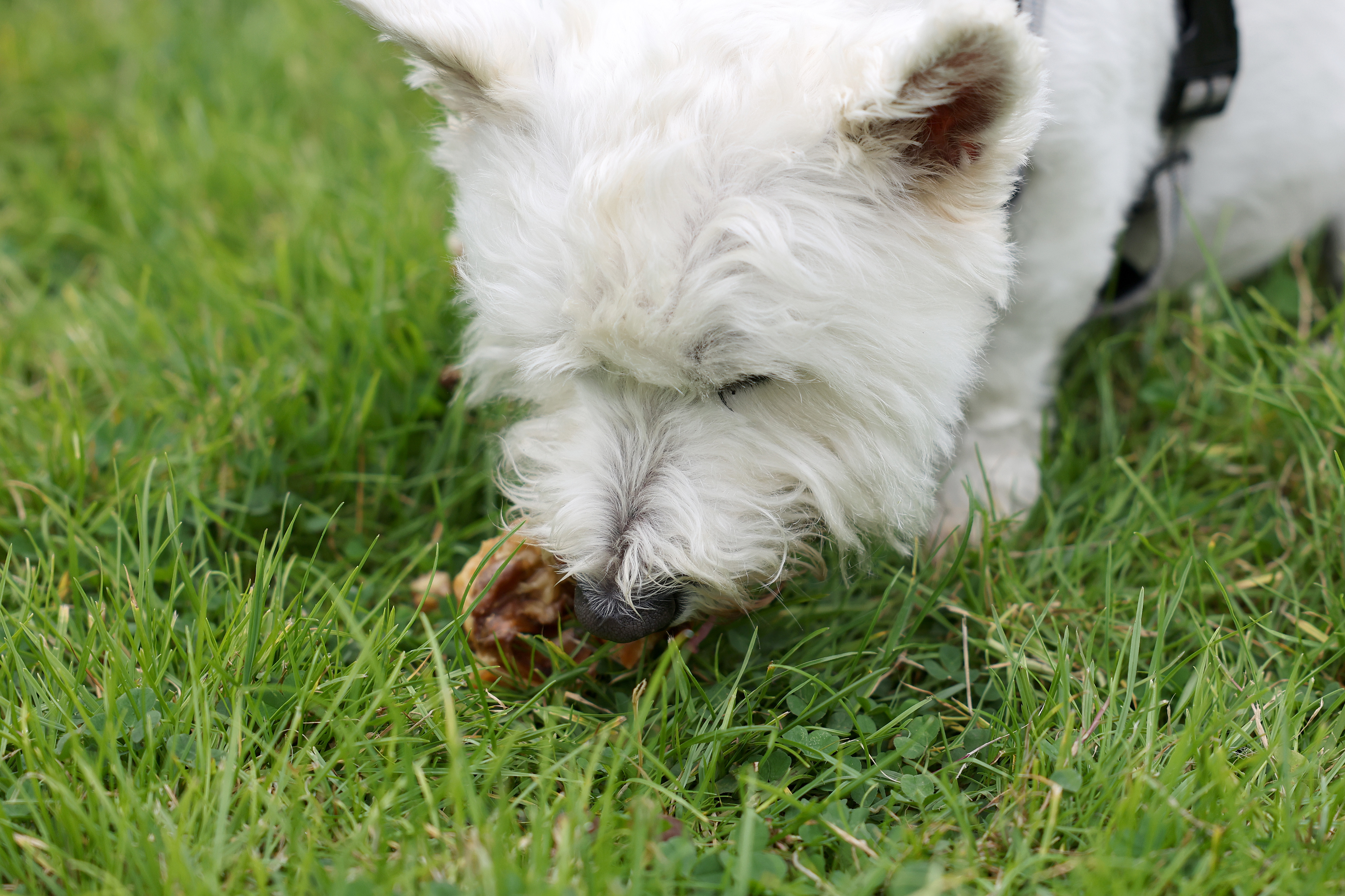 Westie eating natural treat.