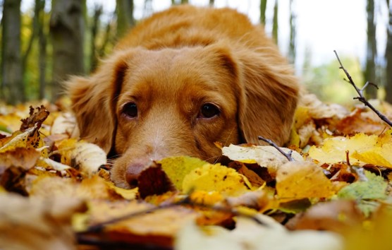 Are Acorns Poisonous to Dogs?