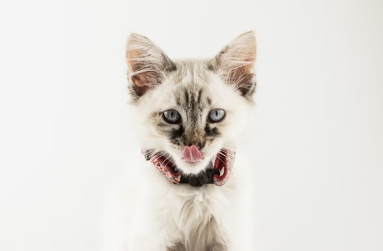 cat licking lips