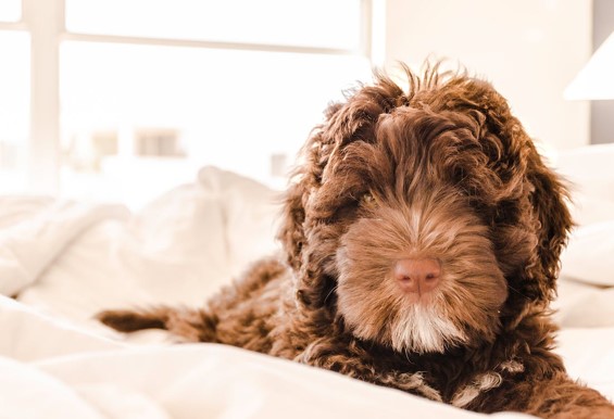 dog on bed