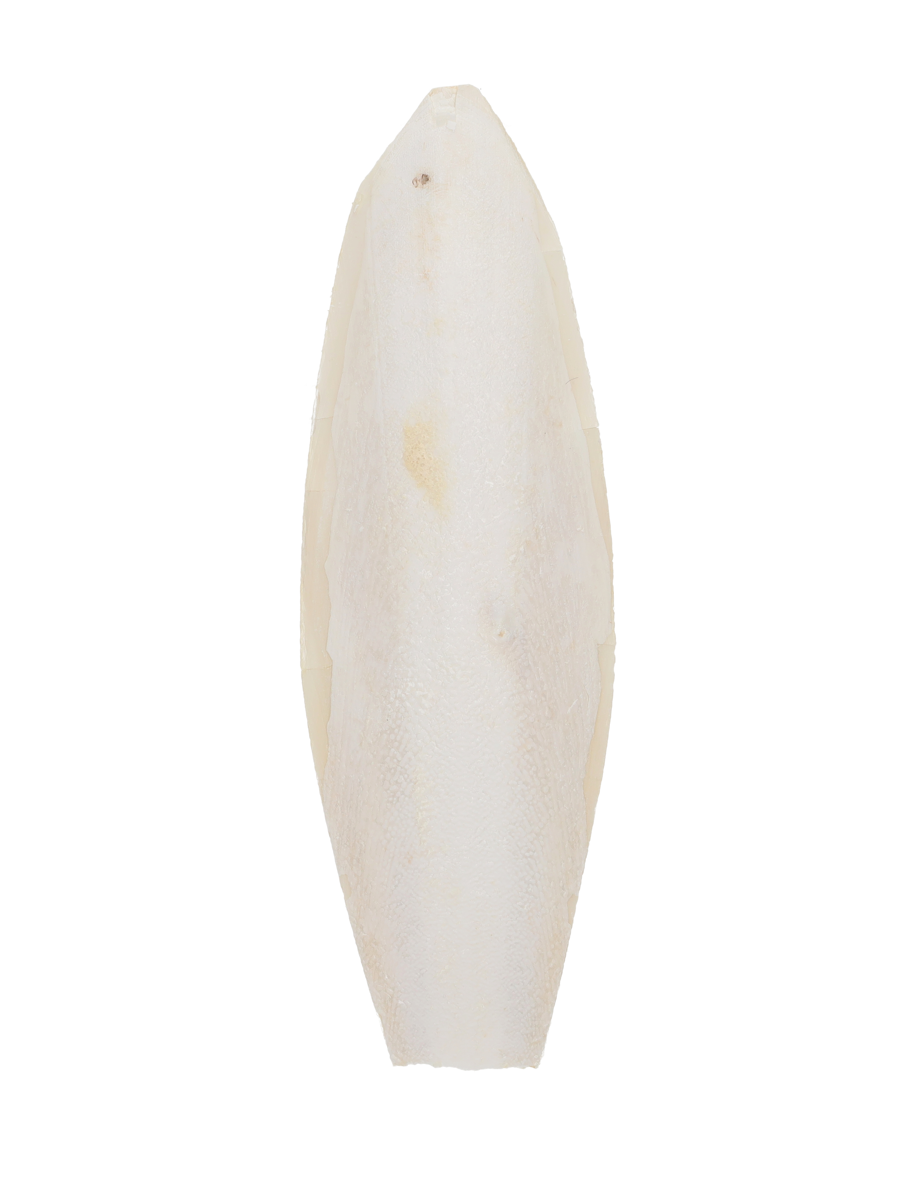 Countrywide Cuttlefish Bird Food, 6-8 Pack