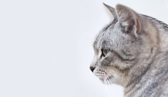 Cat looking to left