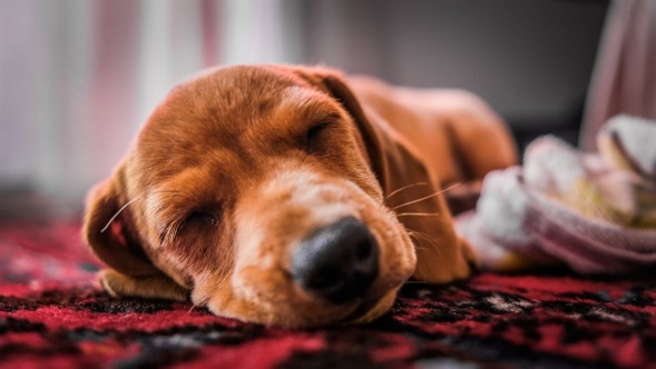 Dog sleeping