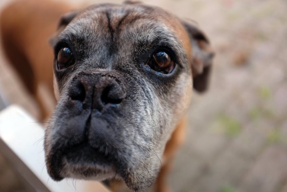 Feeding Senior Dogs: The Guide