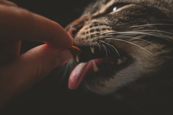Can Cats Eat Raw Meat?