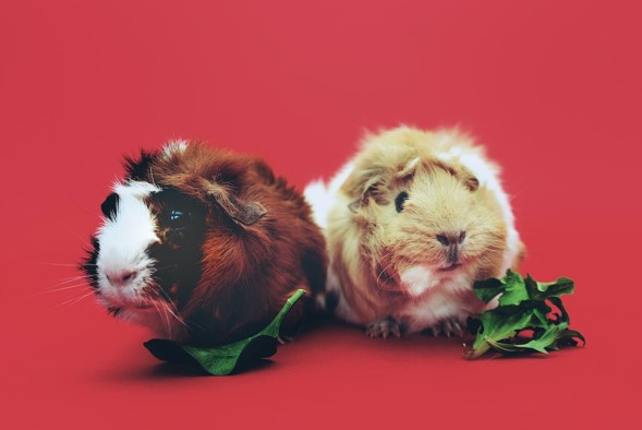 Feeding Guinea Pigs: The Guide
