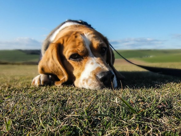 Dog looking sad