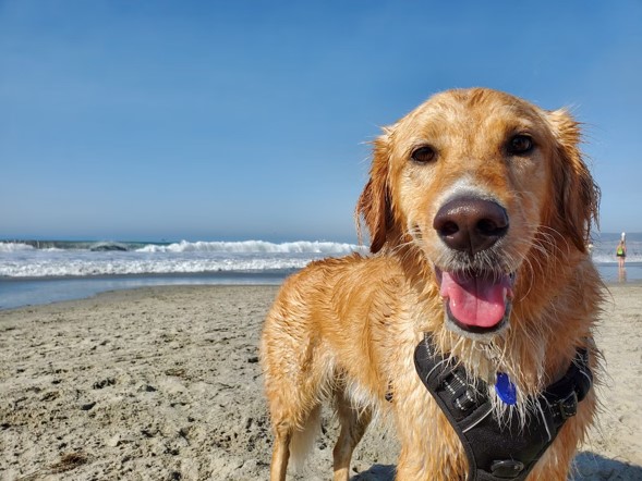 The Best Dog Friendly Beaches in the UK