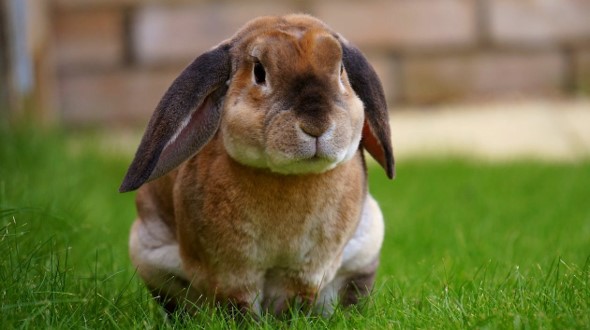 Brown lop-eared rabbit sitting on green grass with a blurred brick background.