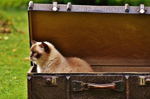 Packing for a Cat: The Guide