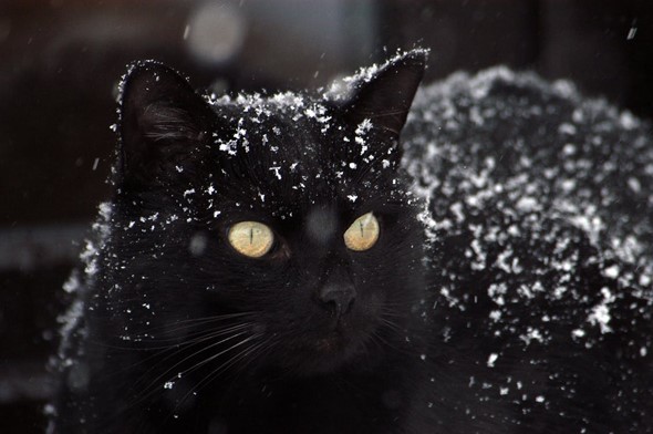 How to Keep Cats Safe in Winter