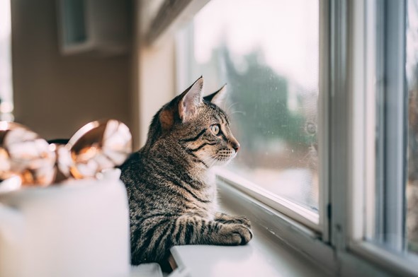Cat staring out the window