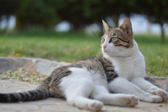 Diabetes in Cats