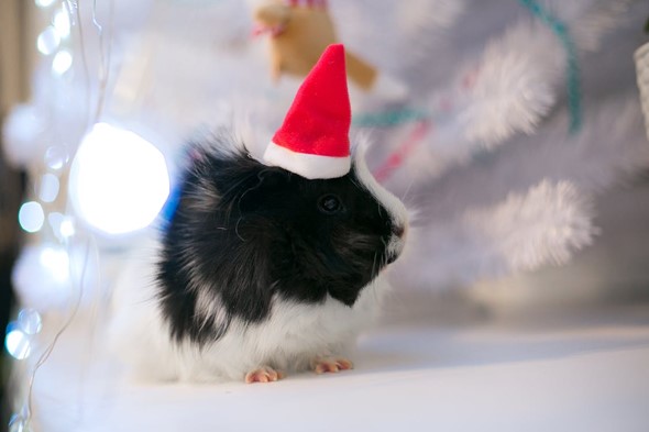 Guinea Pigs in Winter: Care Advice