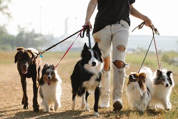 Dog walker with loads of dogs!