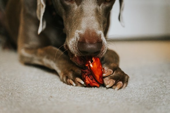 Rawhide Free Dog Chews: What are They? 