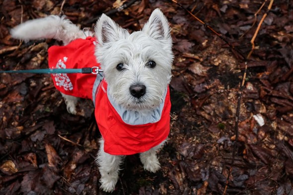Westie wearing a rain coat.