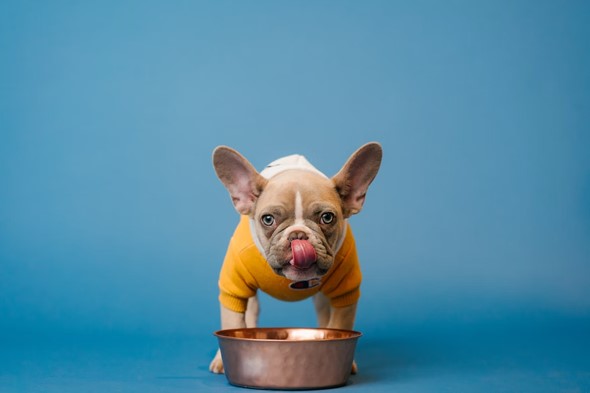 french bulldog licking lips