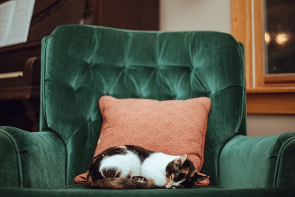 Cat sleeping on a chair