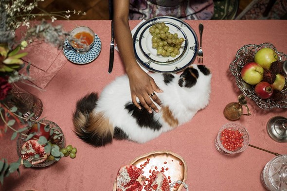 white and black cat on table