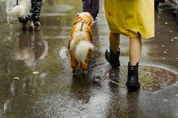Dog wearing rain coat in the rain.