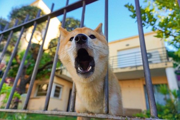 dog barking in railing