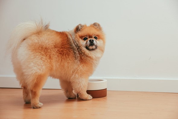 brown pomeranian puppy looking at camera