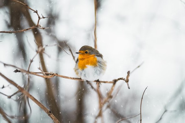 What to Feed Wild Birds in Winter