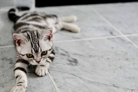 Kitten lying on the floor.