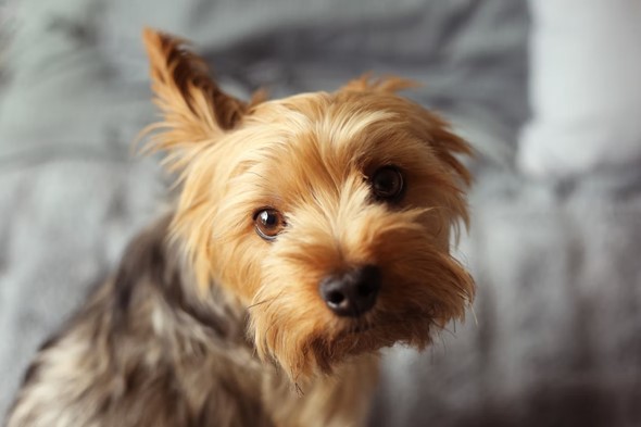 dog with ear up
