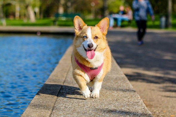 happy corgi
