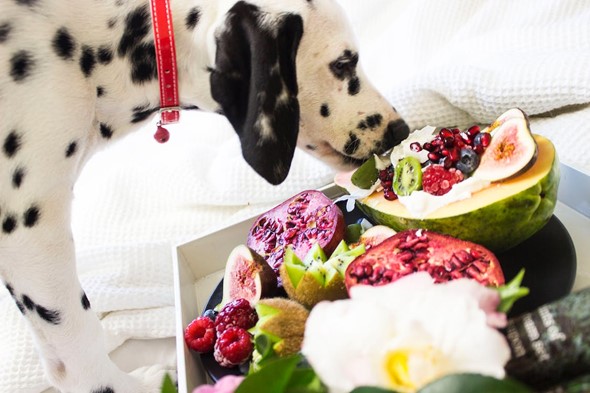 Superfoods for Dogs: What you Need to Know
