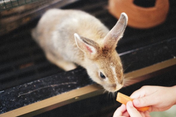 How to Keep Rabbits Warm in Winter