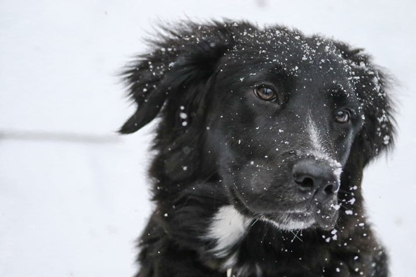 How to Keep a Dog Warm in Winter