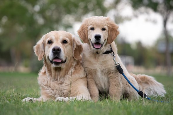 mother dog and puppy
