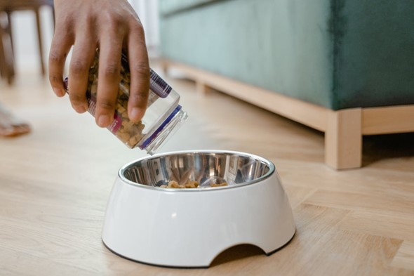Dog food in bowl.