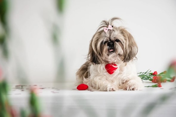 white and brown shih-tzu sitting down