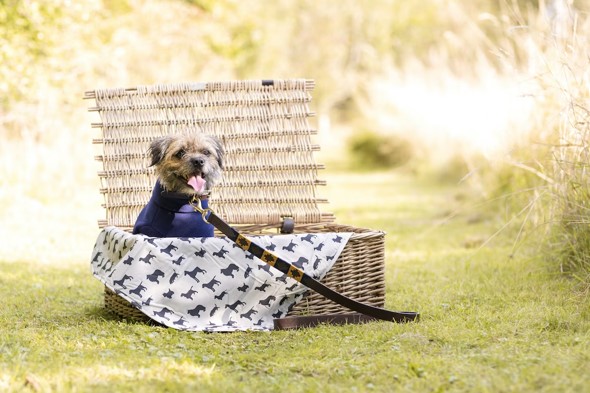Summer & BBQ Foods Toxic to Dogs