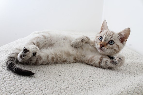 kitten lying on side