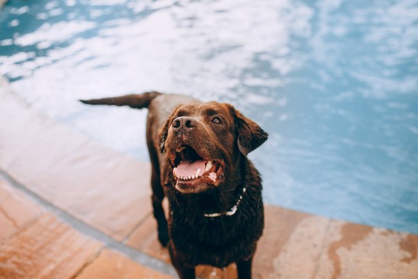 dog next to swimming pool