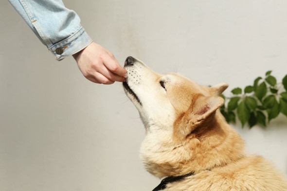 dog being fed