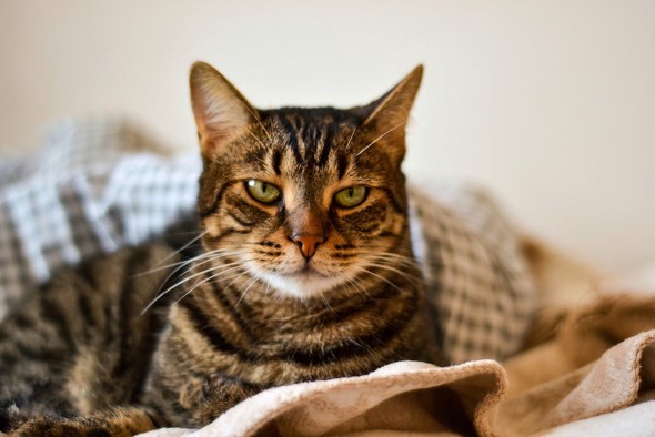 Why is my Cat Drooling?