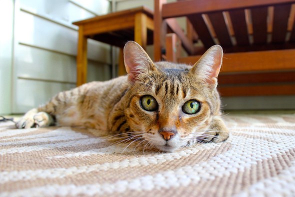 How to Clean a Cat’s Ears