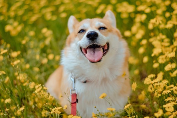 happy dog in flowers