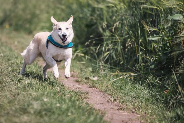 dog running in field