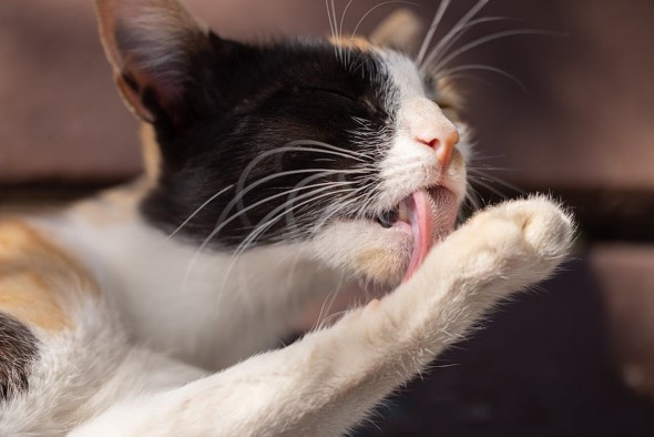 cat grooming paw