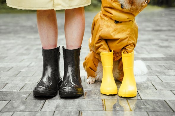 dog in coat in the rain